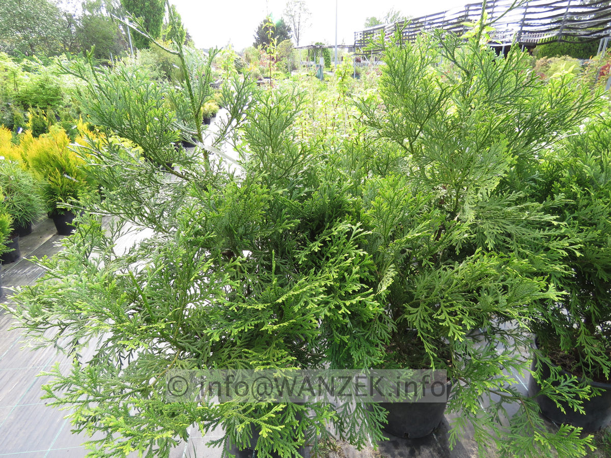 Thujopsis dolabrata 03.JPG